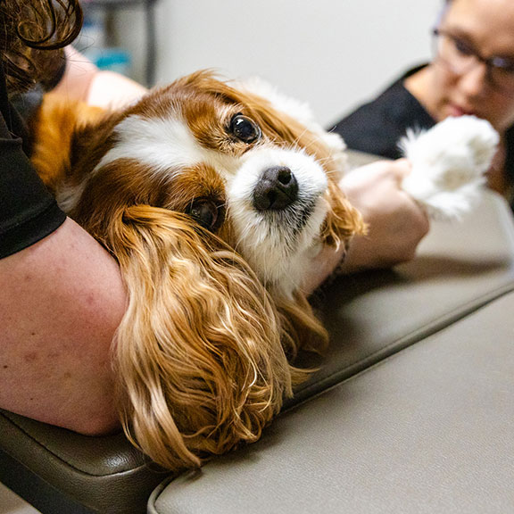 Canine patient at Upleash Veterinary Hospital Sioux Falls