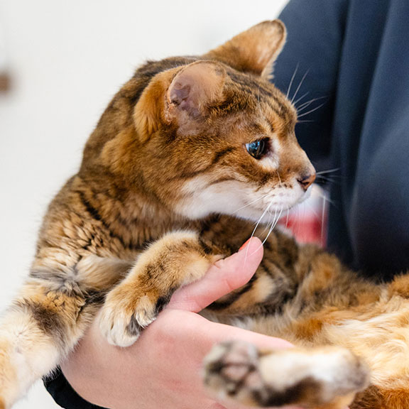 Upleash Veterinary Hospital Sioux Falls with Feline Cat patient