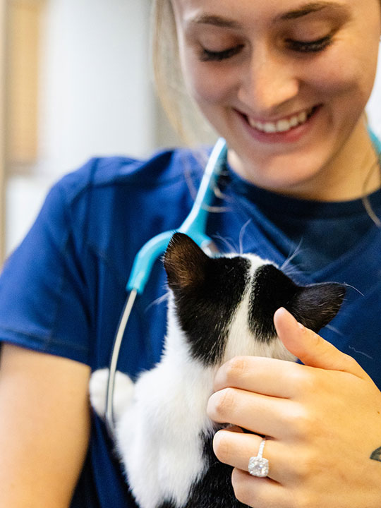 Isabel with a feline patient Upleash Veterinary Hospital Sioux Falls