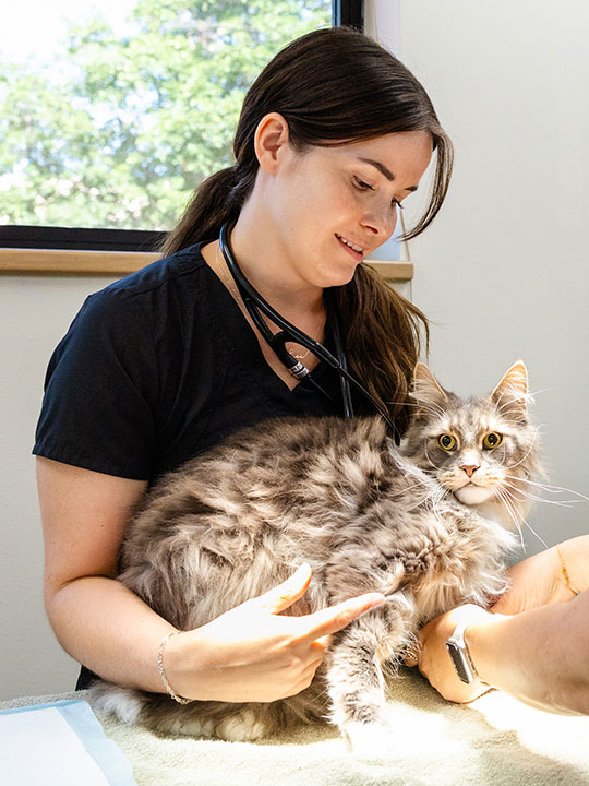 Sophie with a feline patient at Upleash Veterinary Hospital Sioux Falls